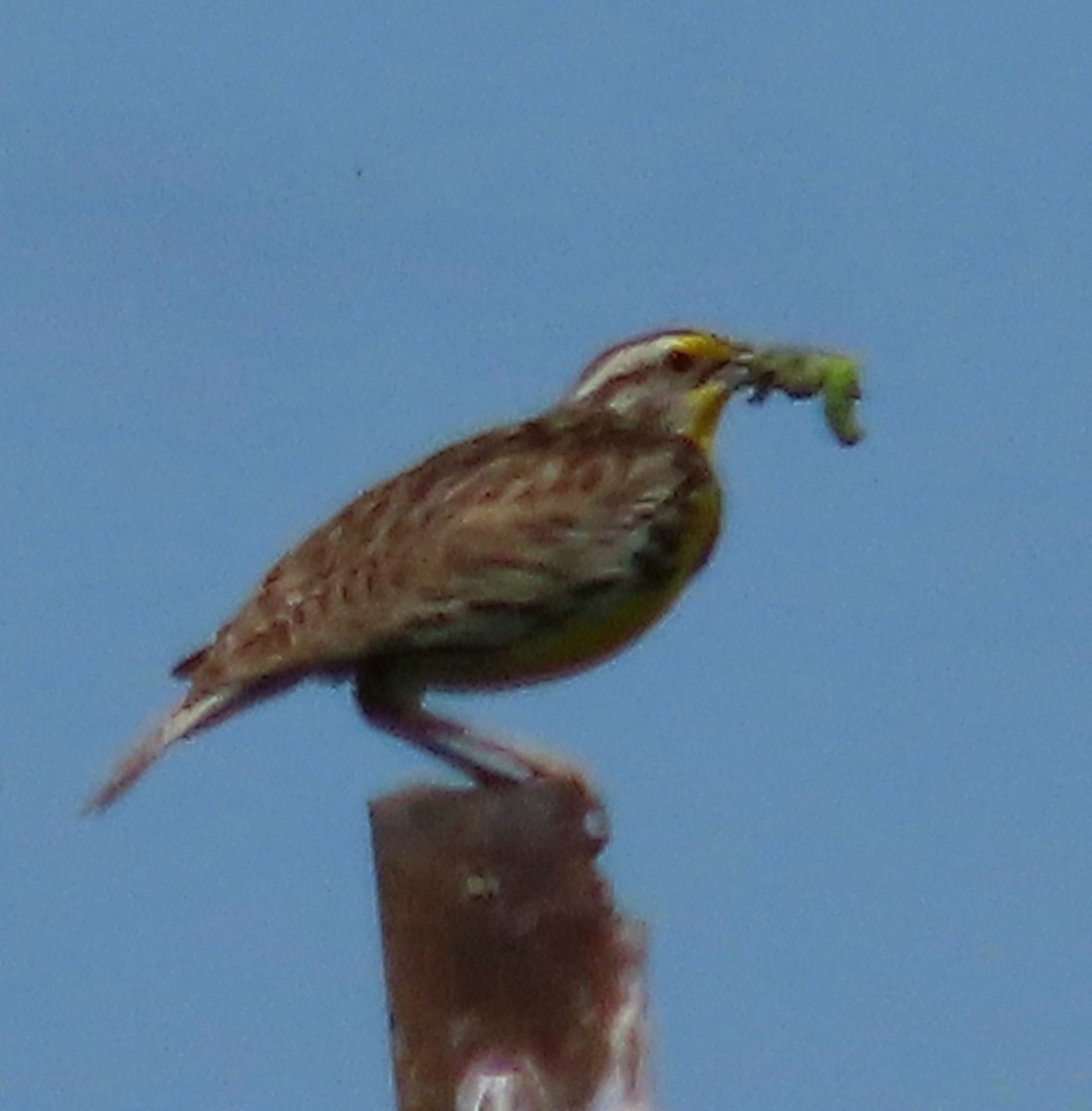 Western Meadowlark - ML588022751