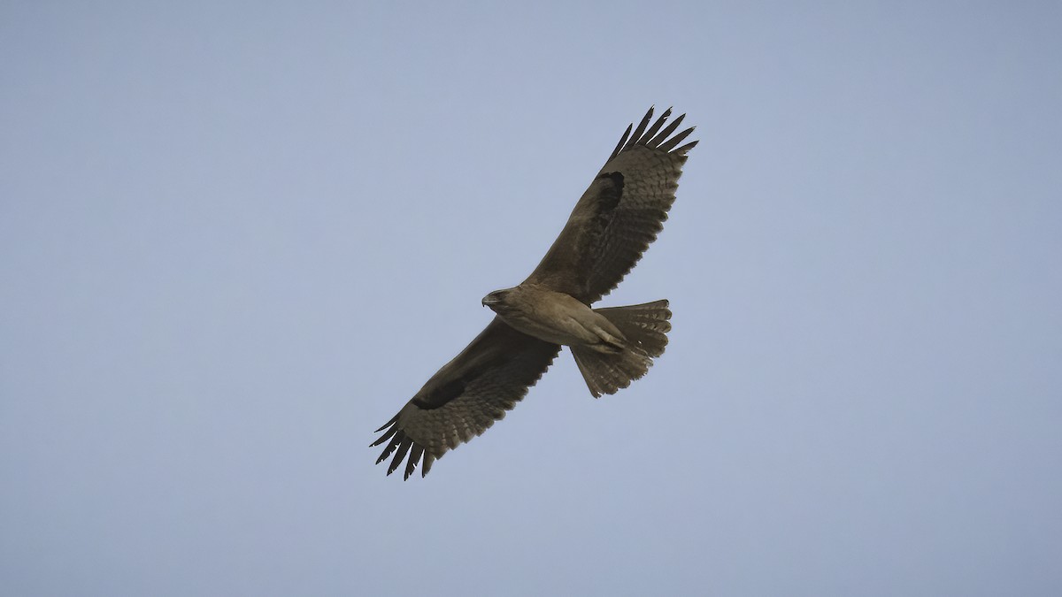 Bonelli's Eagle - Markus Craig