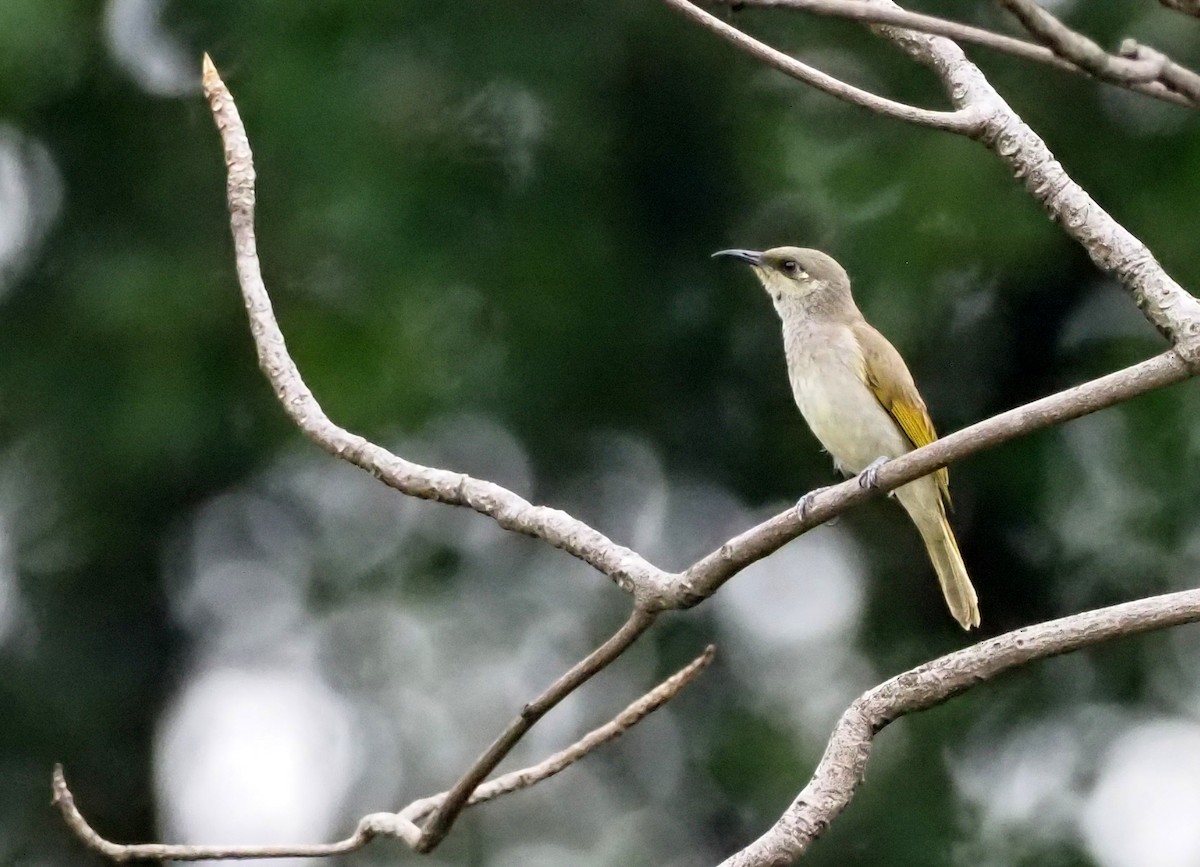 Brown Honeyeater - ML588022981