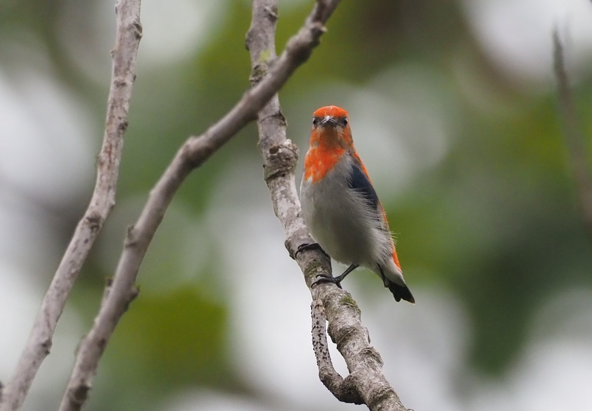 Scarlet-headed Flowerpecker - ML588023011