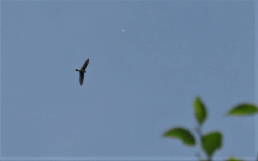 Violet-green Swallow - ML588023561