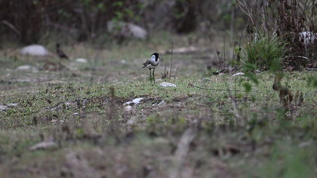 River Lapwing - ML588024041