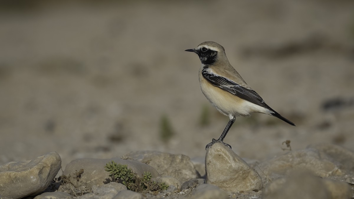 Desert Wheatear - ML588024121