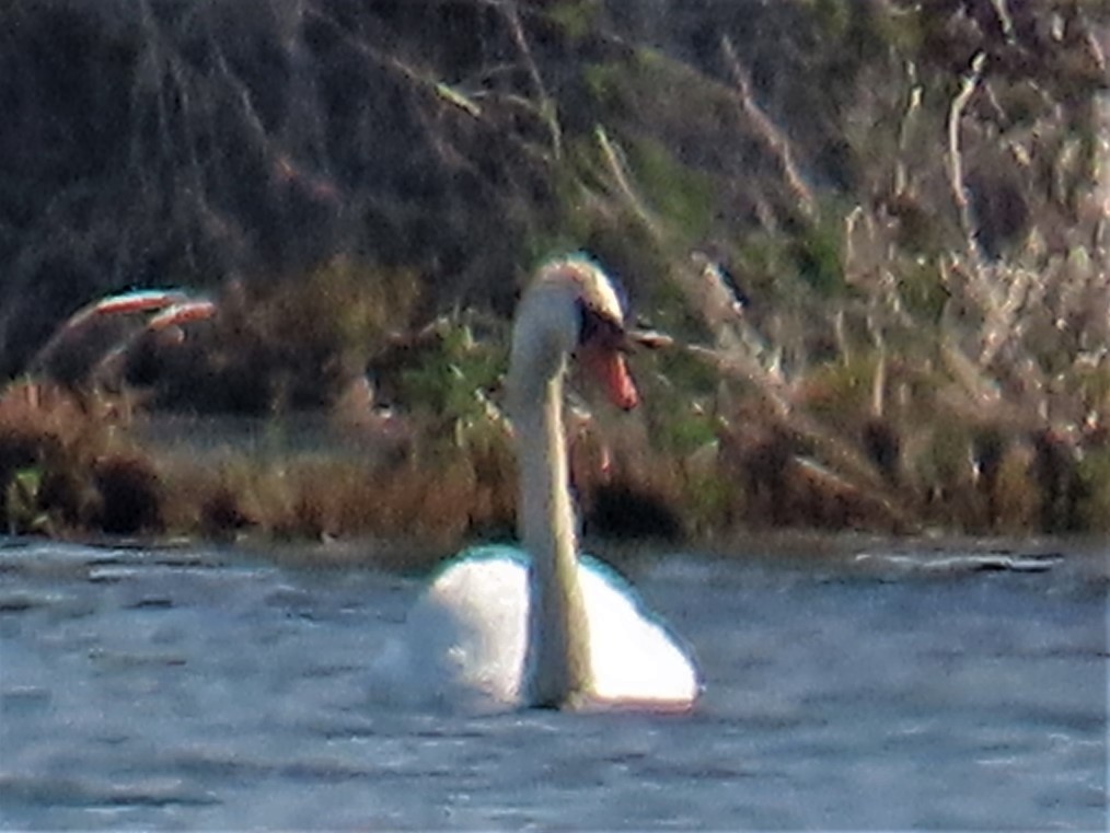 Mute Swan - ML588024291