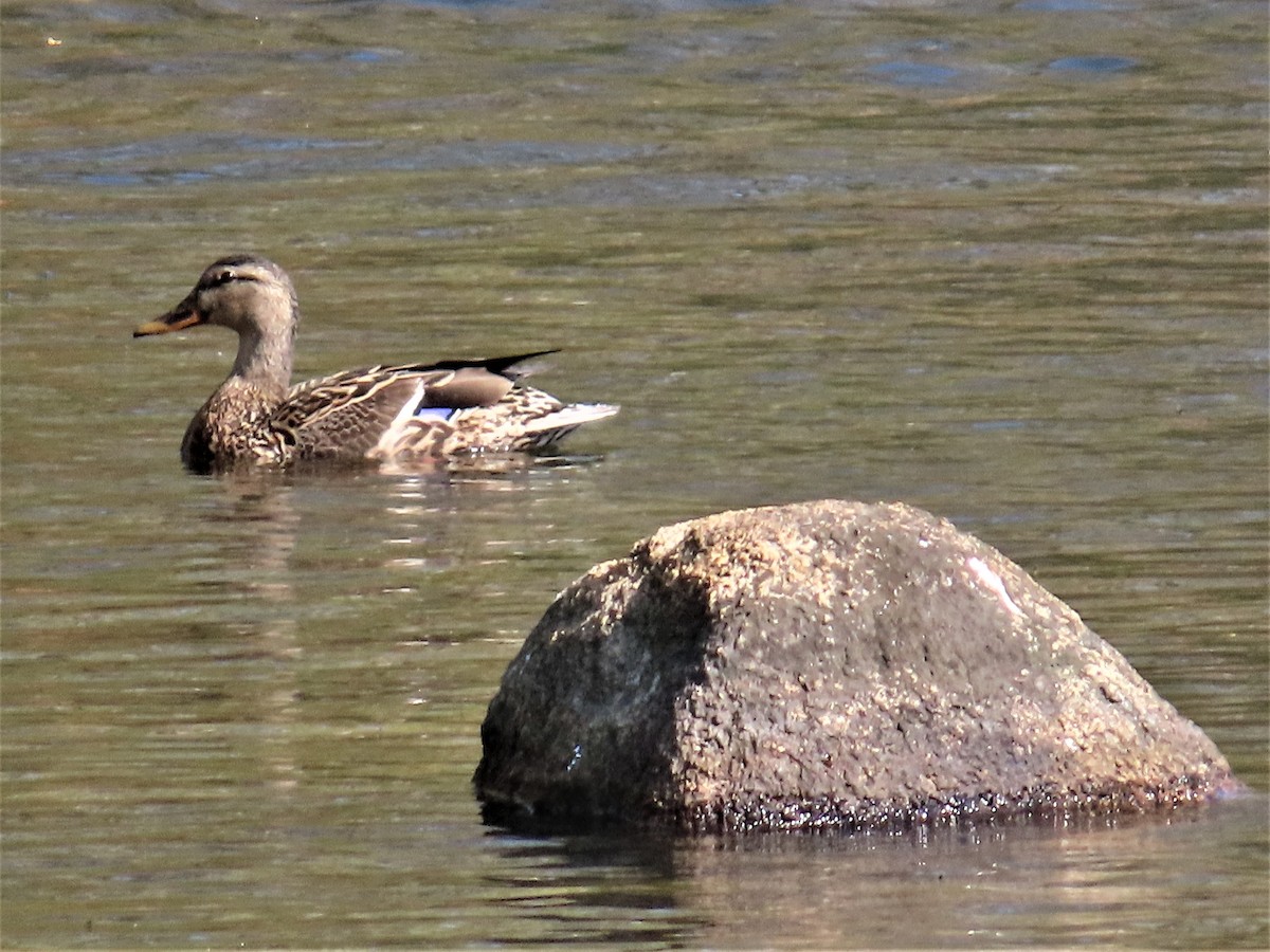 Mallard - ML588024331