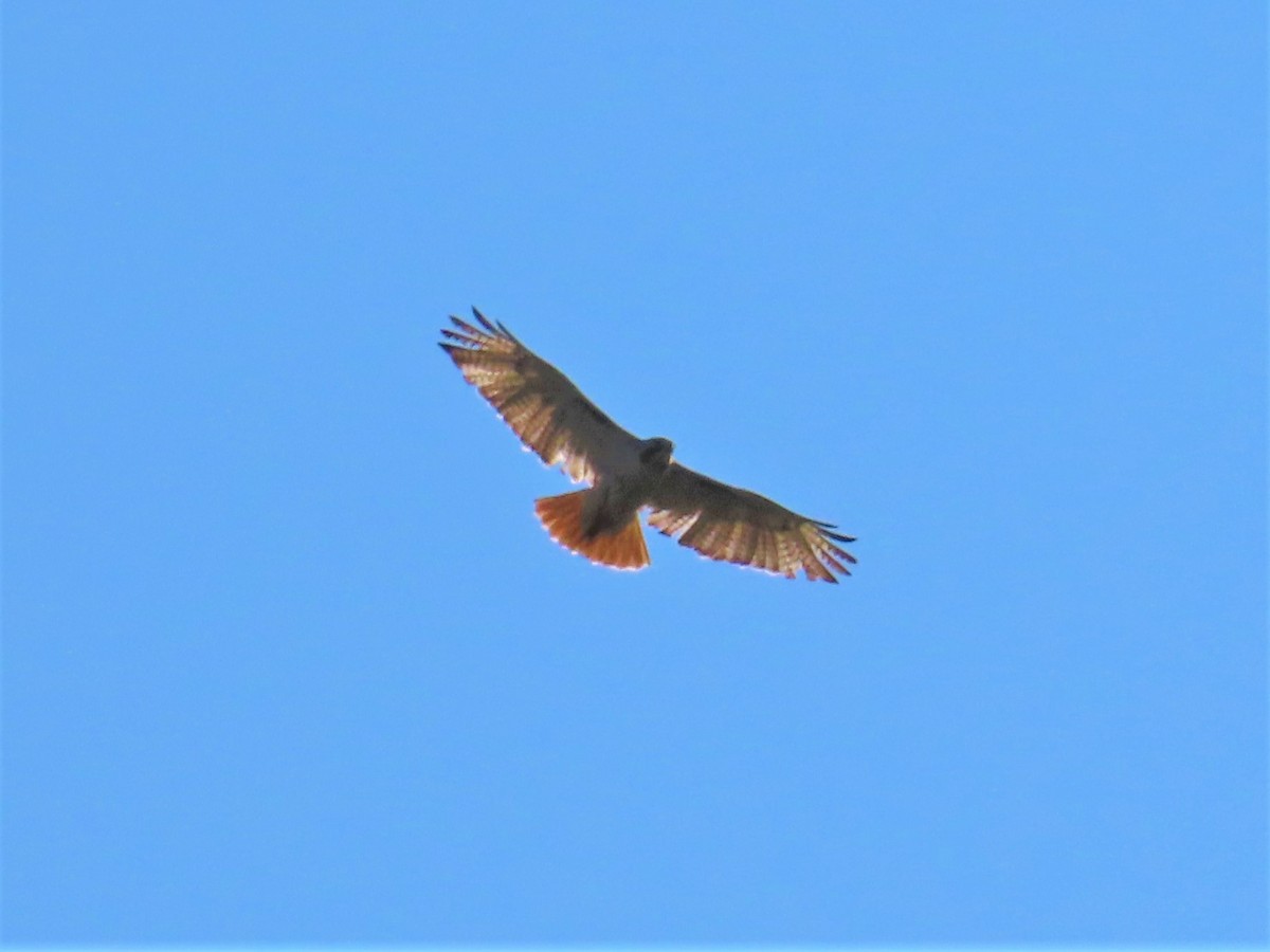 Red-tailed Hawk - ML588024611