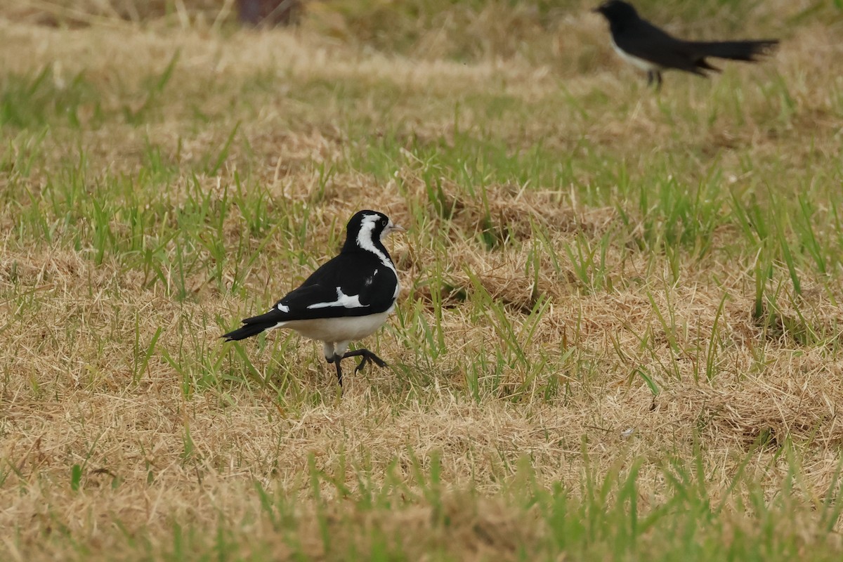 Magpie-lark - ML588025101