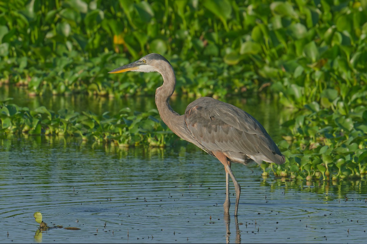 Great Blue Heron - ML588025131