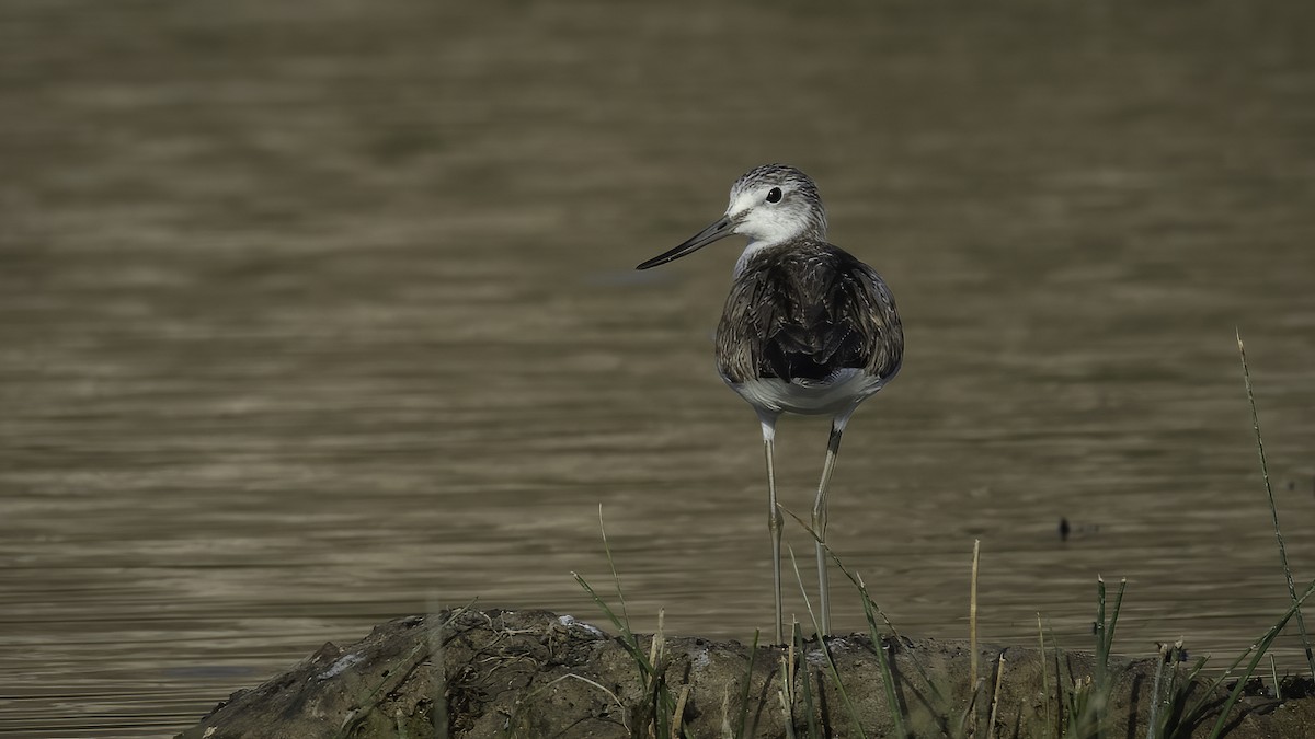 Common Greenshank - Markus Craig