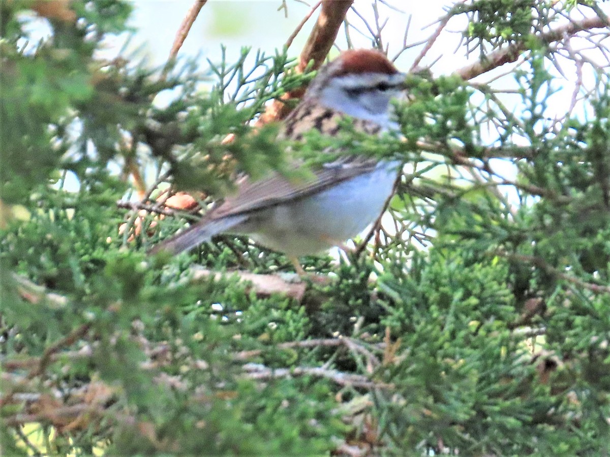 Chipping Sparrow - ML588025651