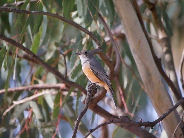 Rufous Whistler - ML588025811