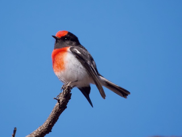 Red-capped Robin - ML588025901