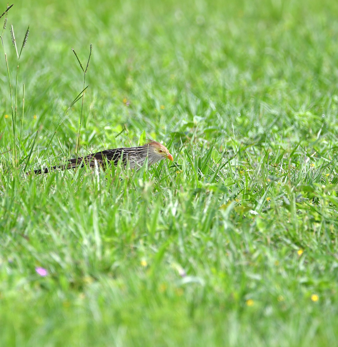 Guira Cuckoo - ML588026131