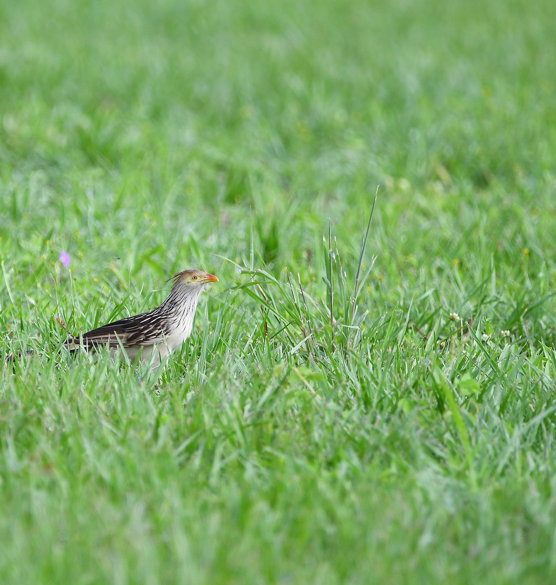 Guira Cuckoo - ML588026171