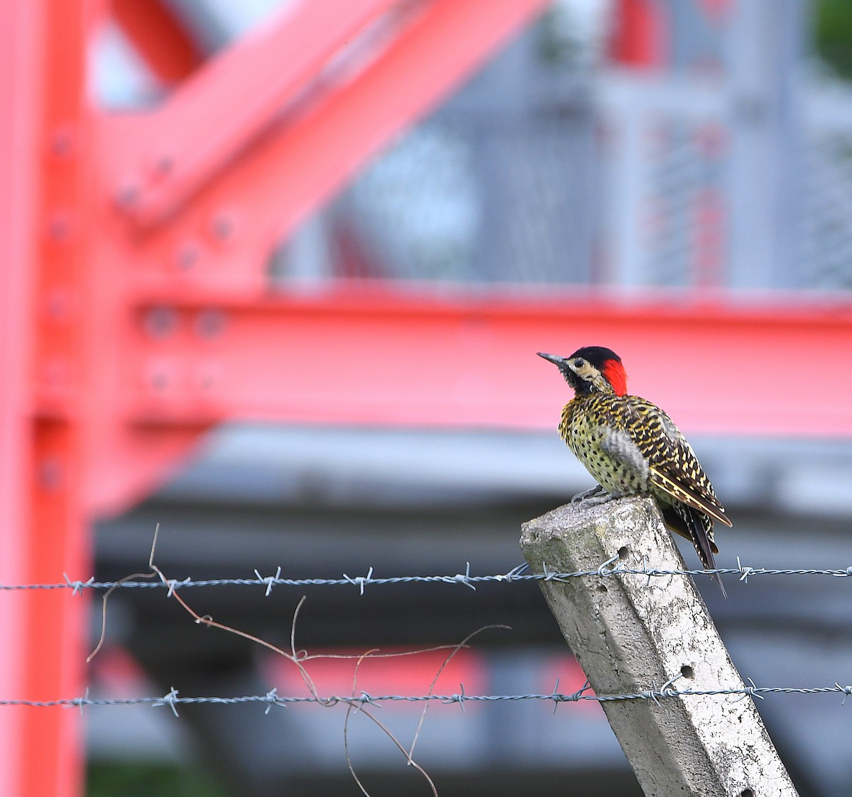 Green-barred Woodpecker - ML588026411