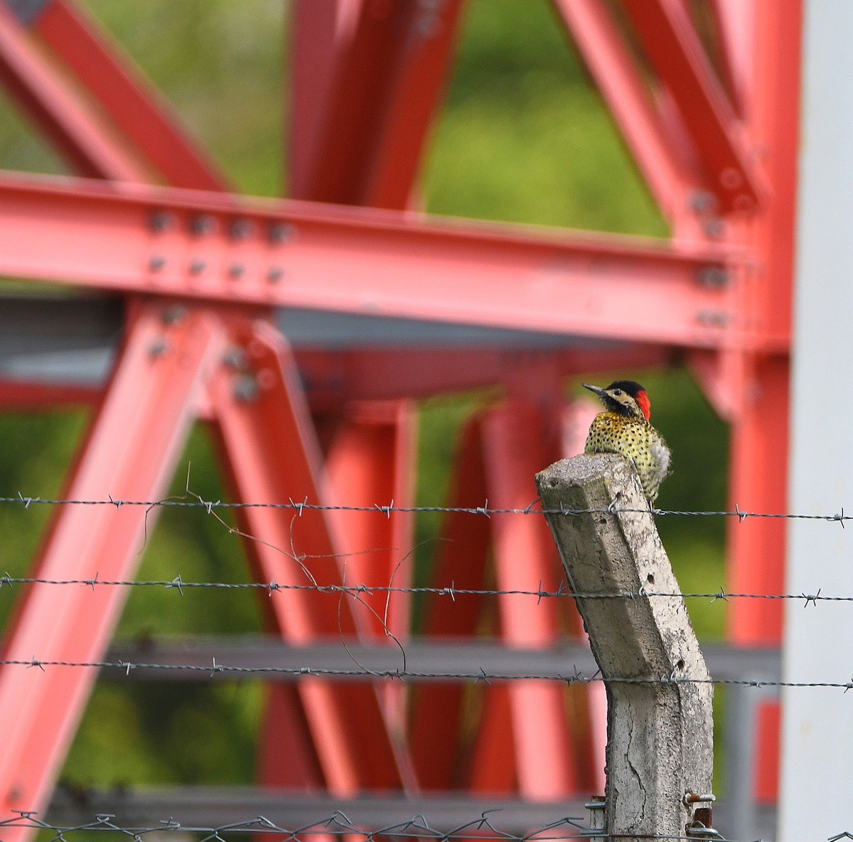 Green-barred Woodpecker - ML588026431