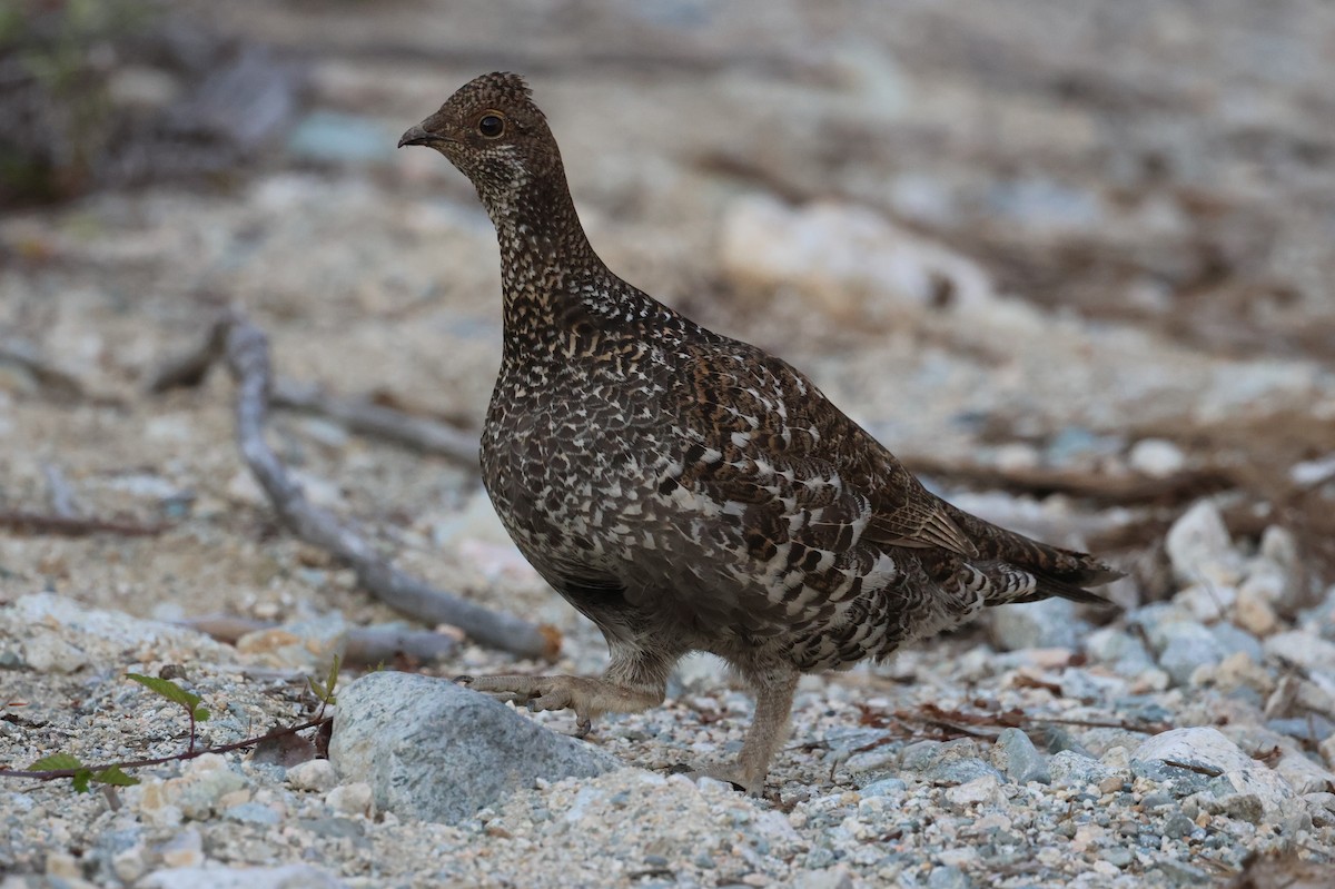 Sooty Grouse - ML588026871