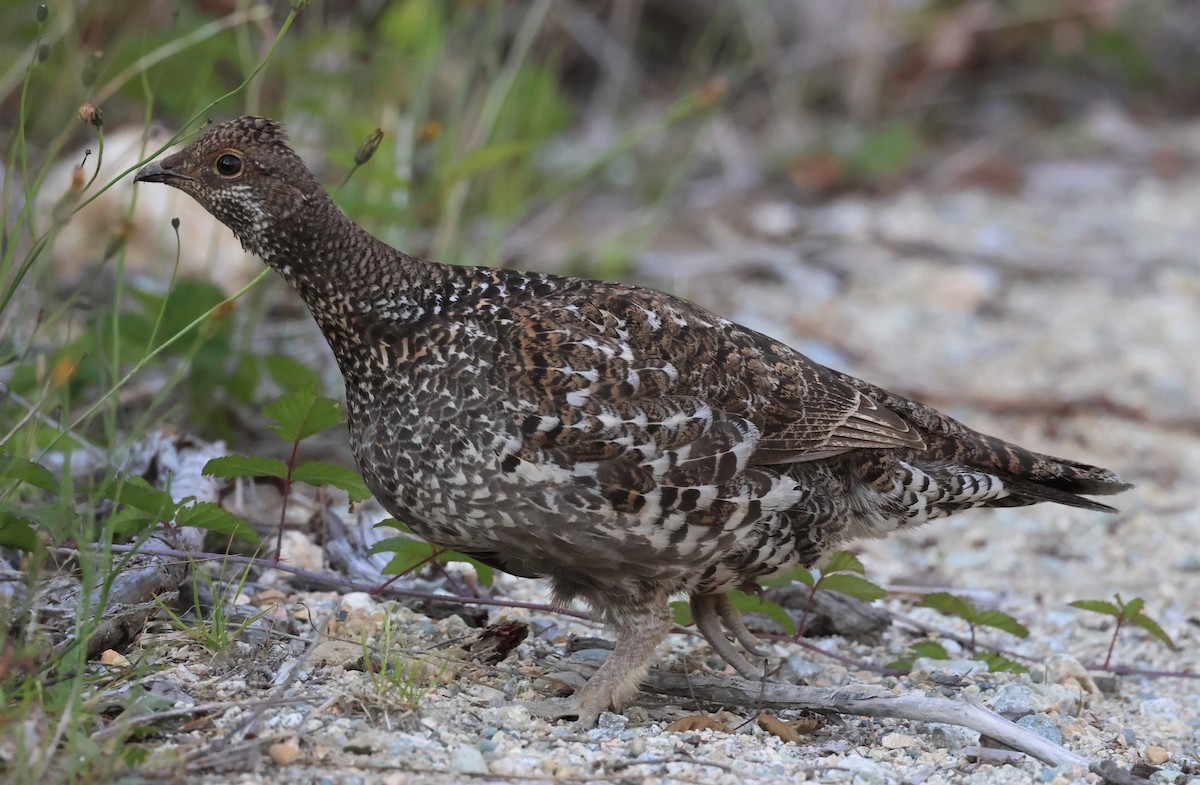Sooty Grouse - ML588026901