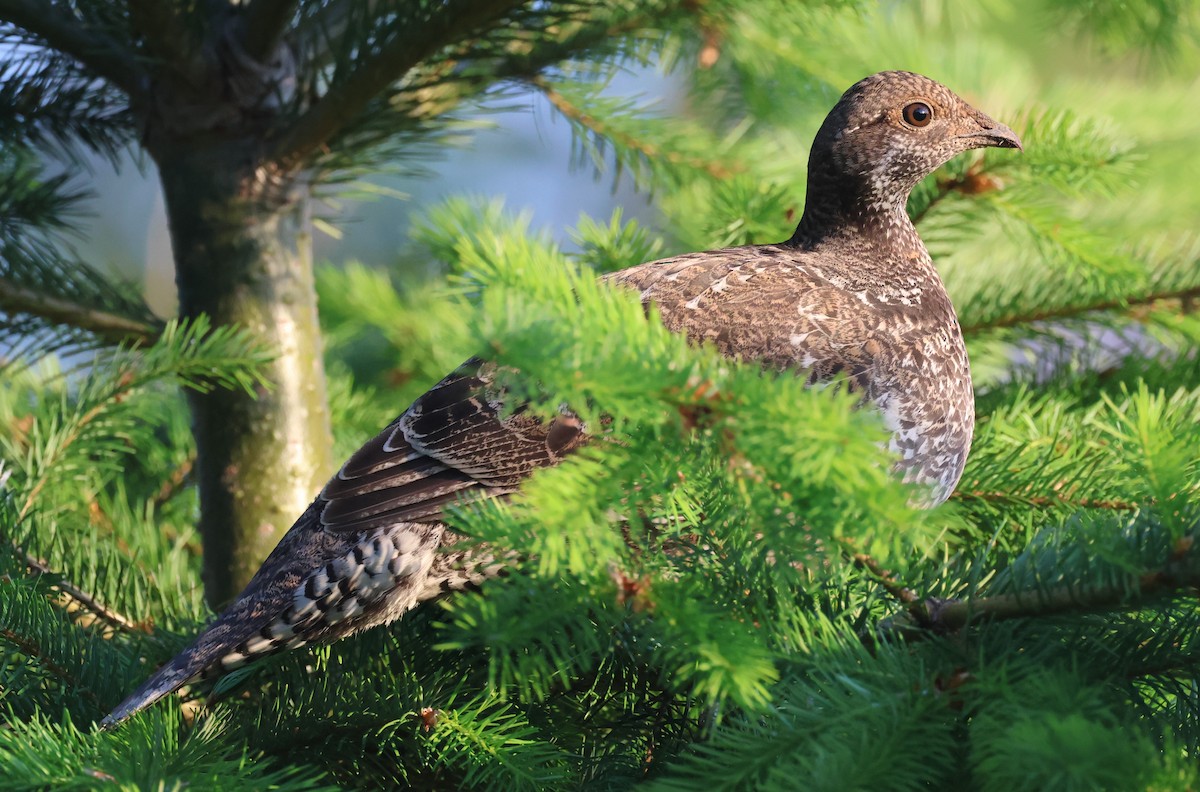 Sooty Grouse - ML588026971