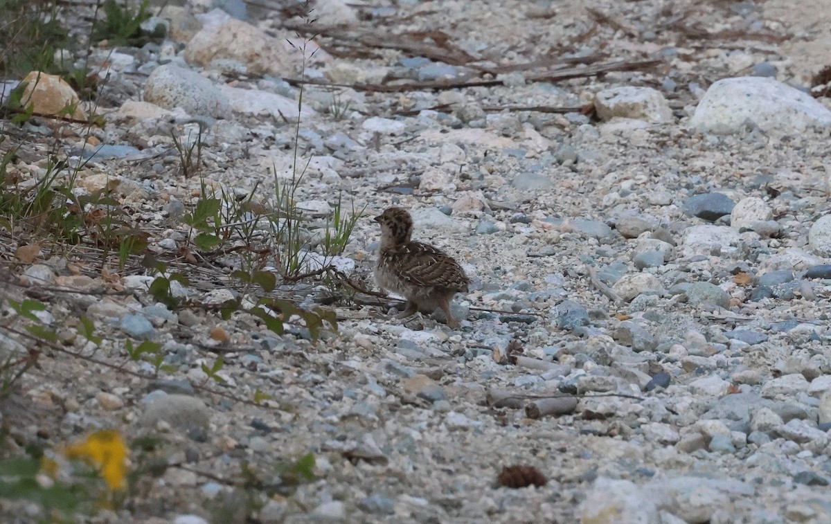 Sooty Grouse - ML588026981