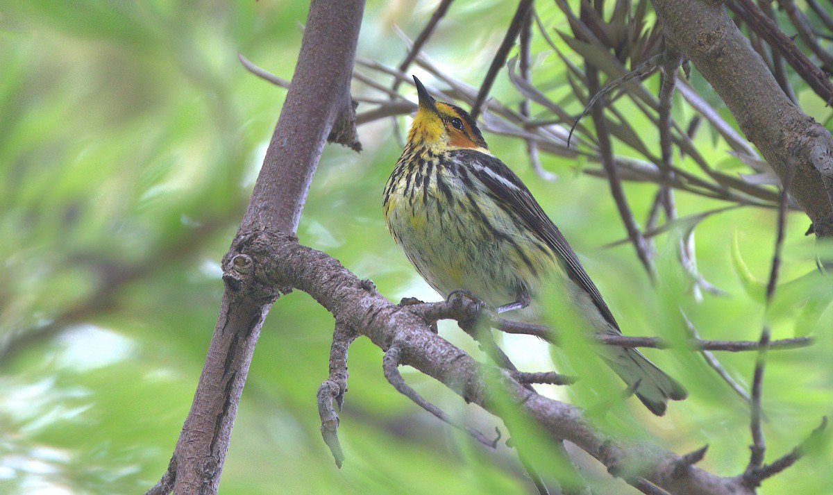 Cape May Warbler - Curtis Marantz