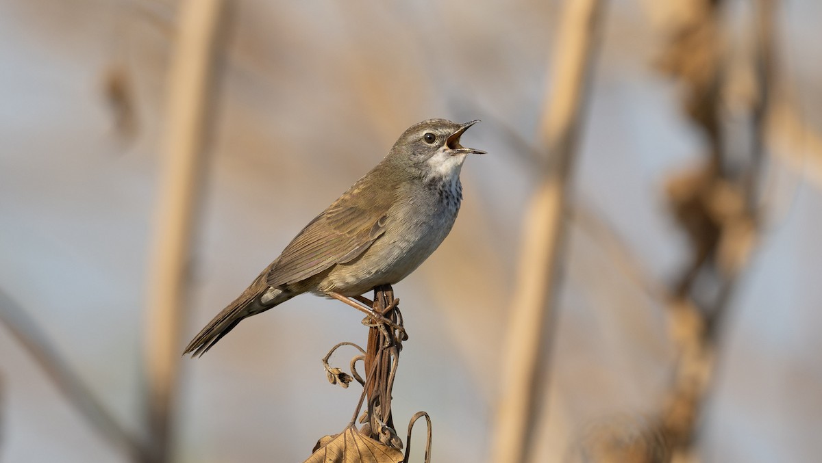 West Himalayan Bush Warbler - Sunil Kini