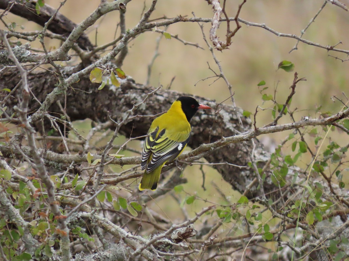 African Black-headed Oriole - ML588028821