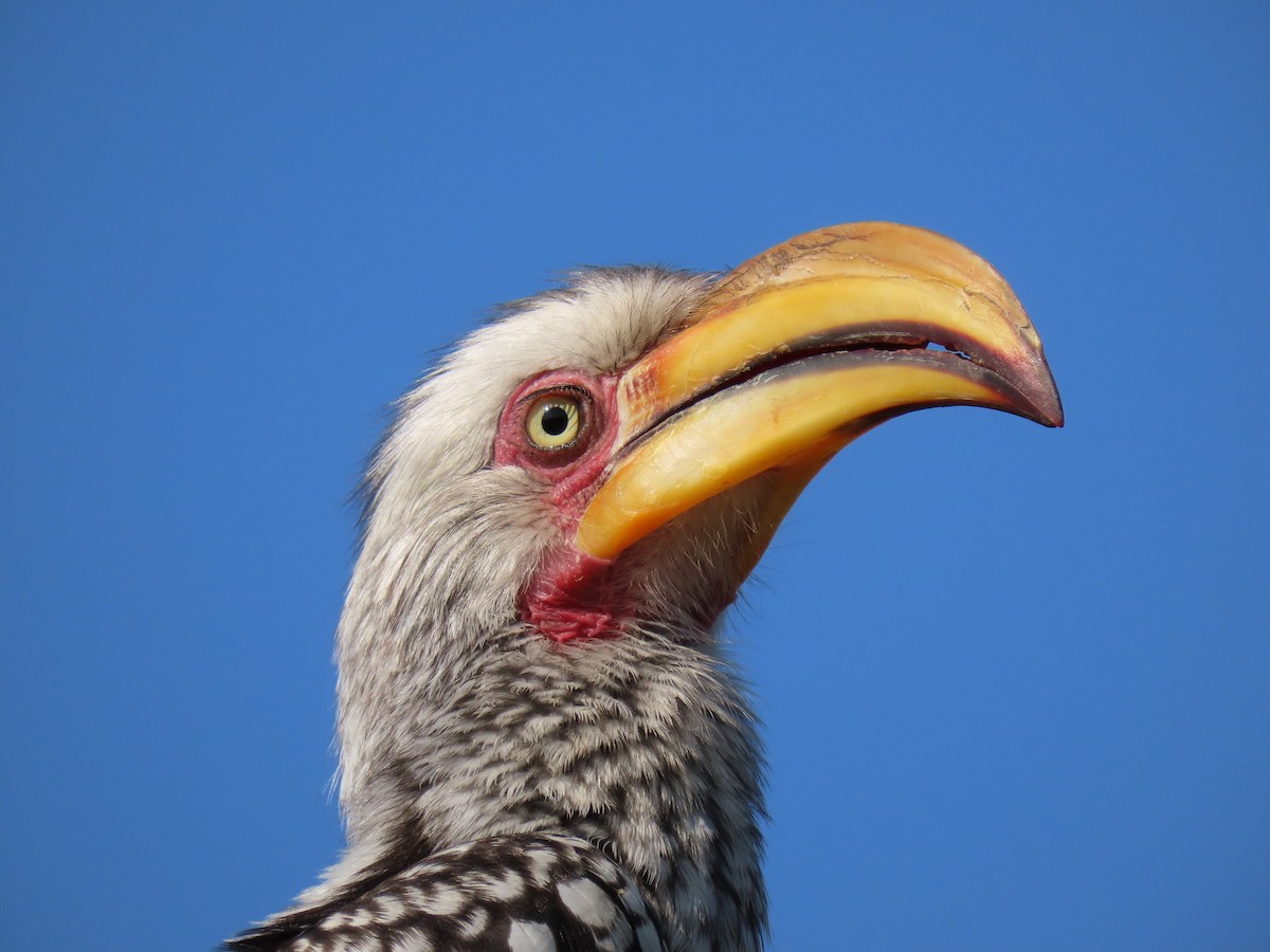 Southern Yellow-billed Hornbill - ML588029111