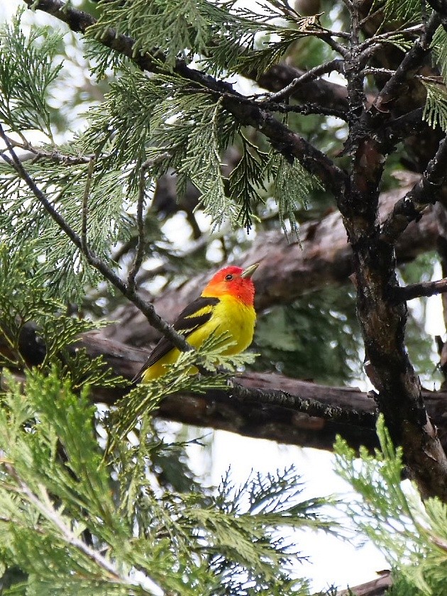 Western Tanager - ML588029661