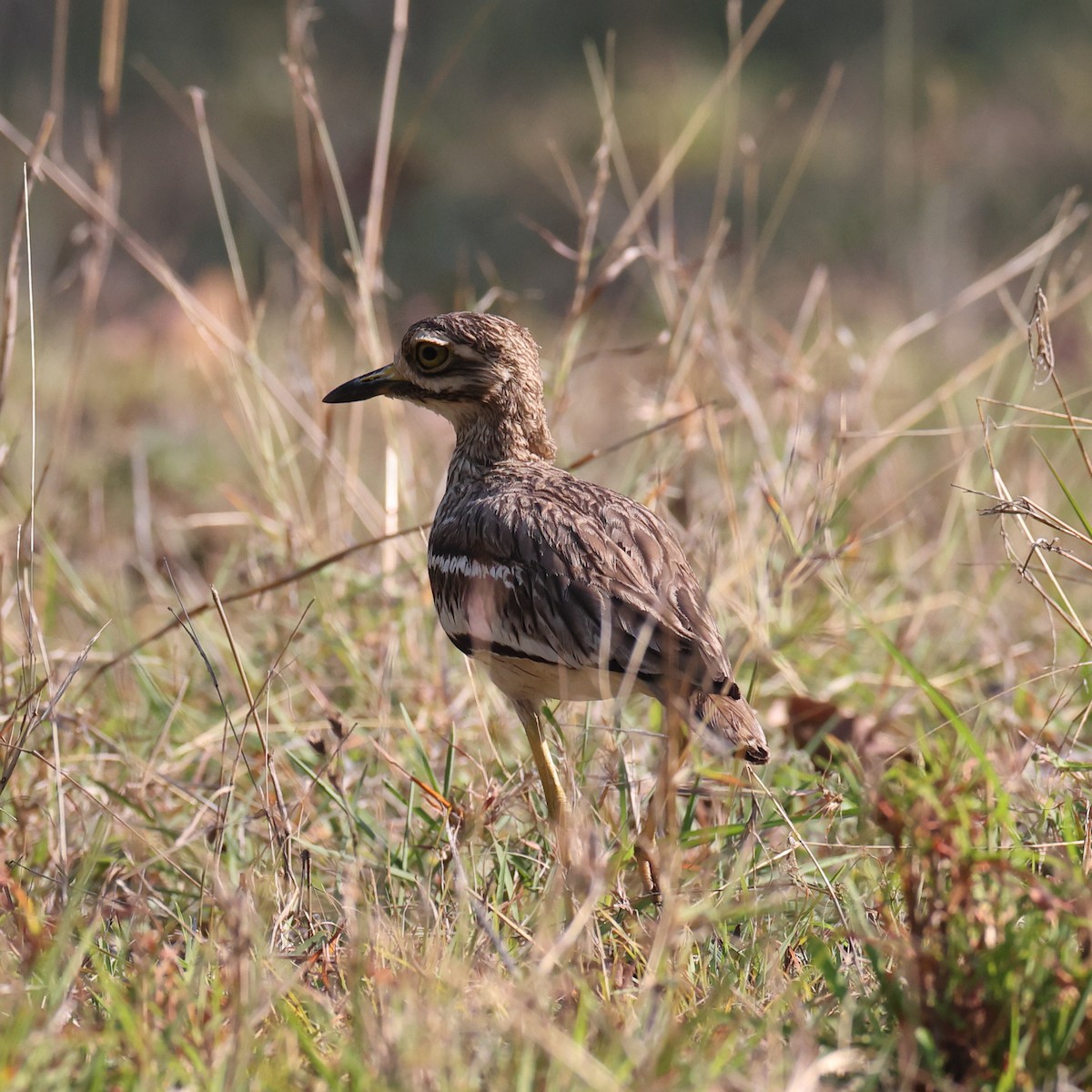 Indian Thick-knee - ML588030491