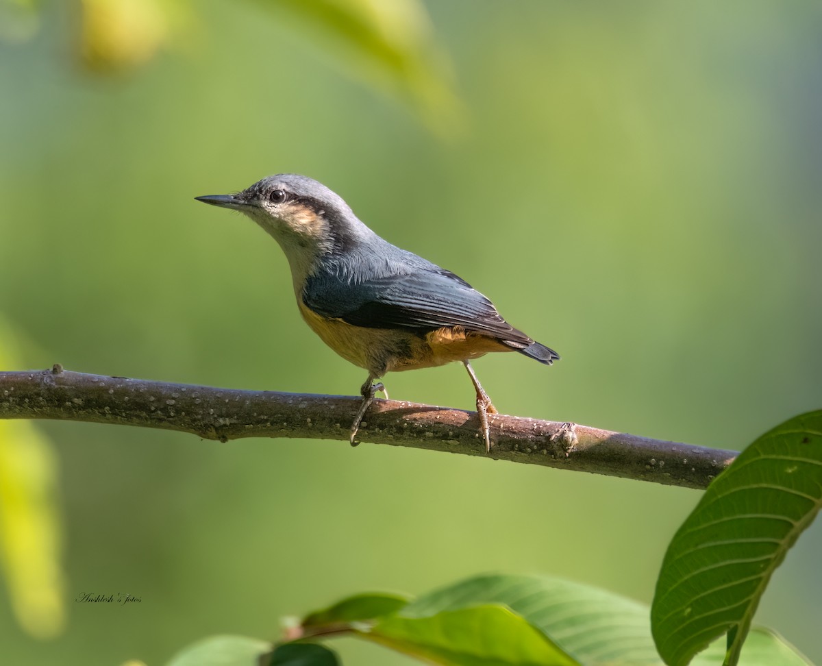 White-tailed Nuthatch - Anshlesh Saxena