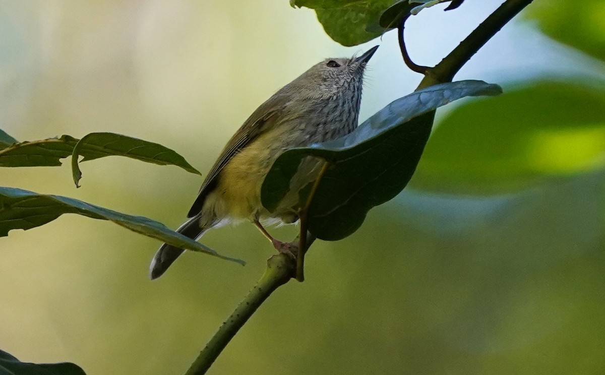 Brown Thornbill - ML588031401