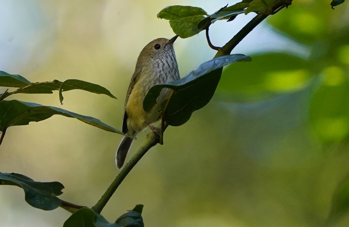 Brown Thornbill - ML588031411