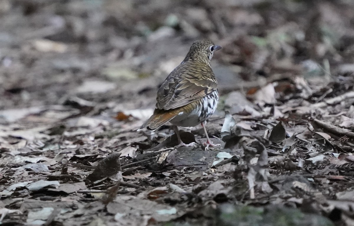 Russet-tailed Thrush - ML588031431