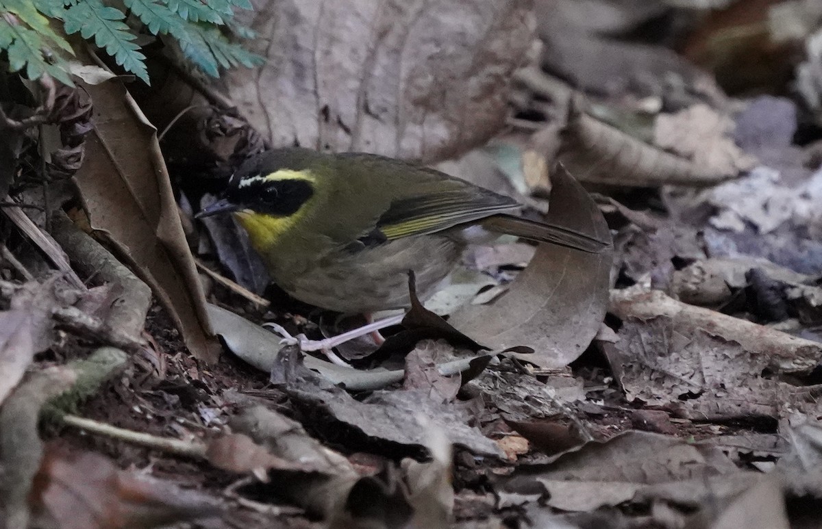 Yellow-throated Scrubwren - ML588031461