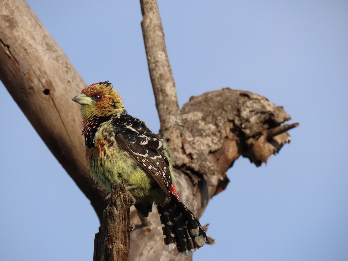 Crested Barbet - ML588031531