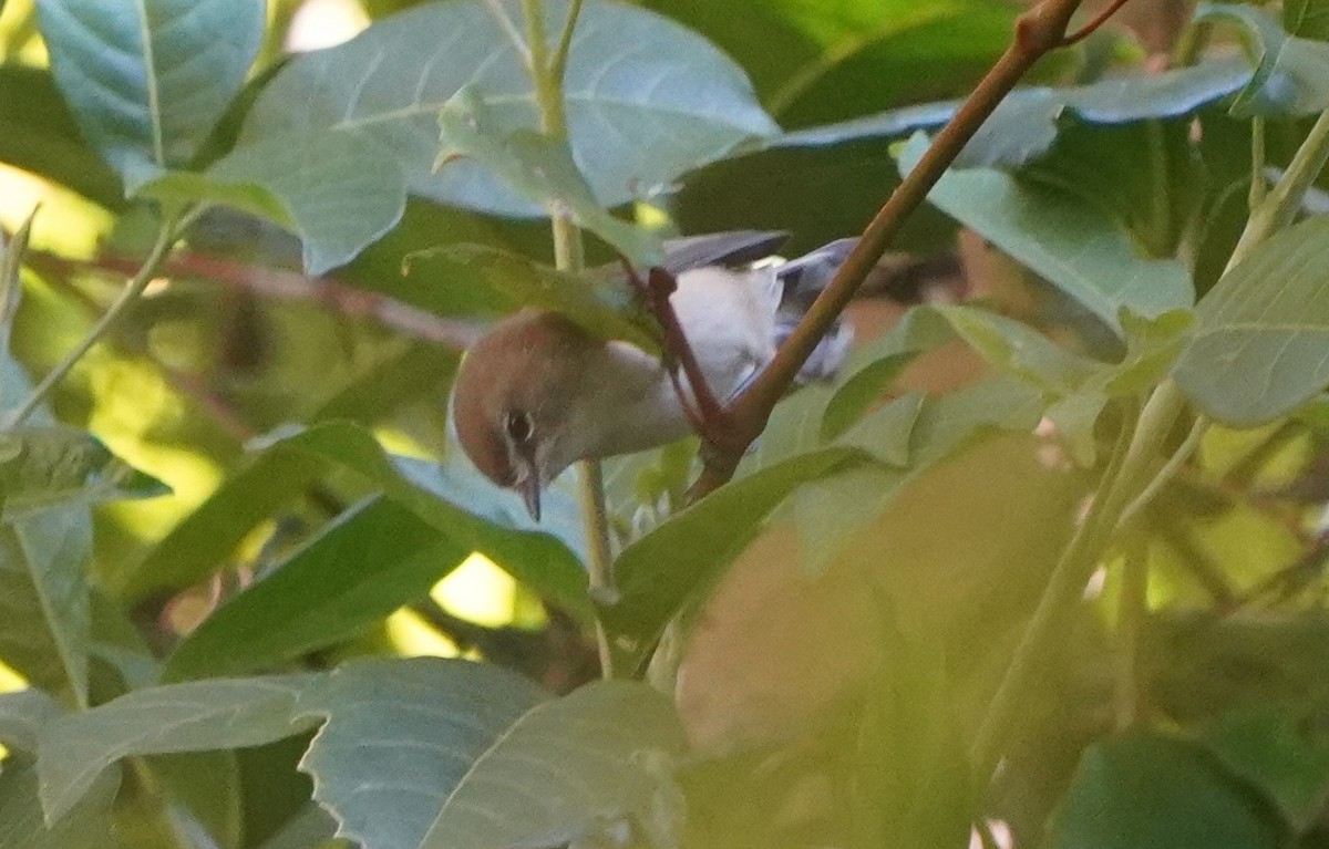 Brown Gerygone - ML588031561