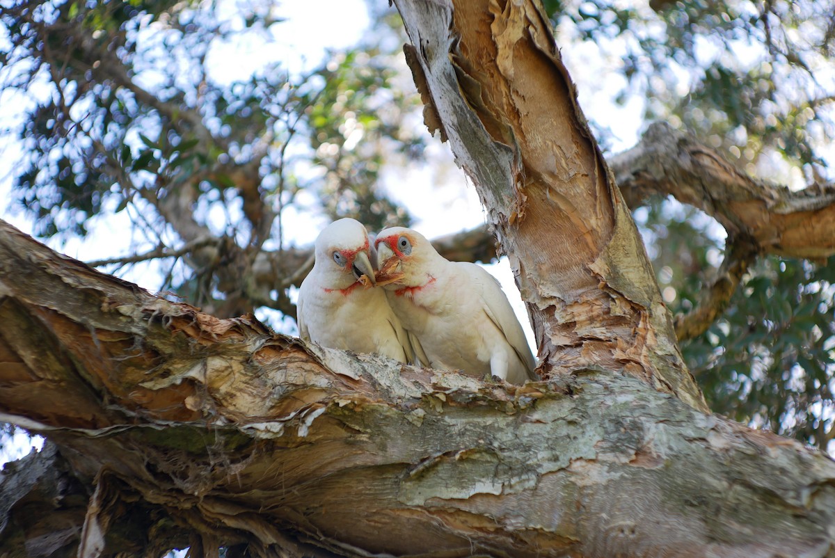 Long-billed Corella - ML588032461