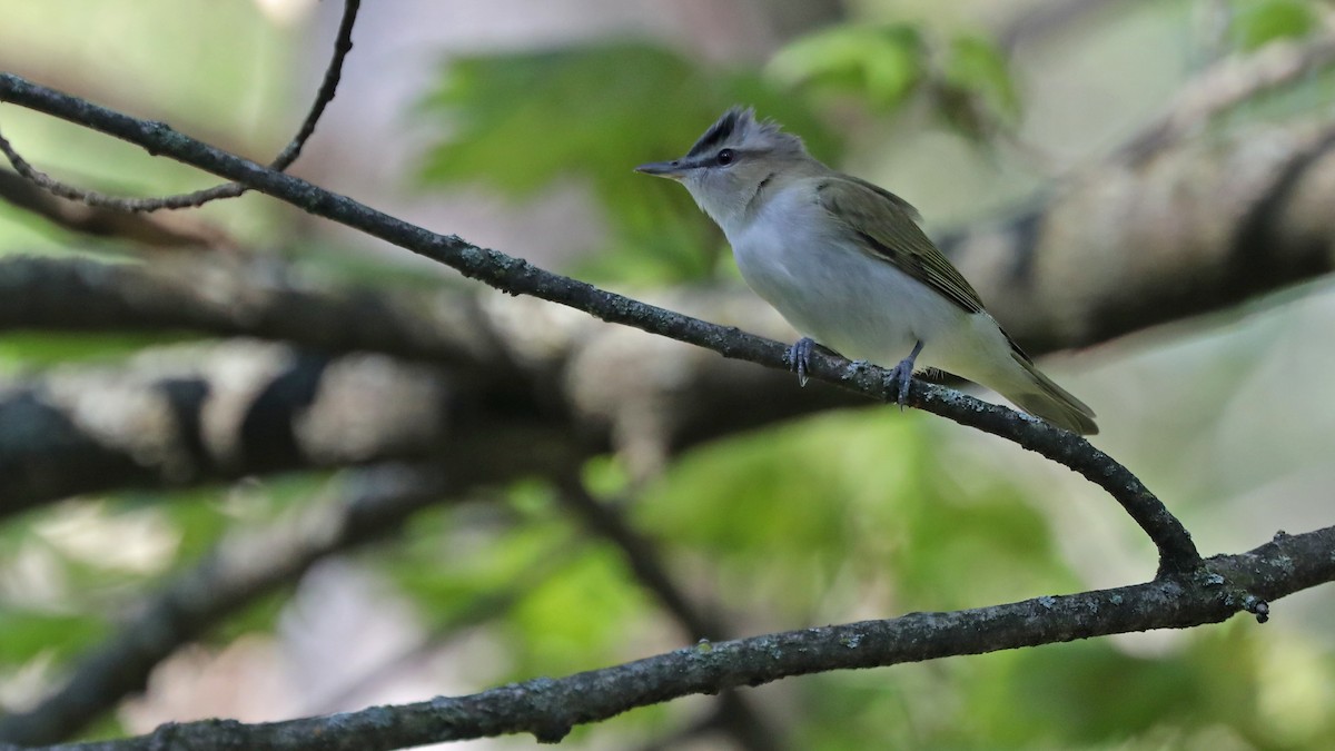 Kızıl Gözlü Vireo - ML58803261