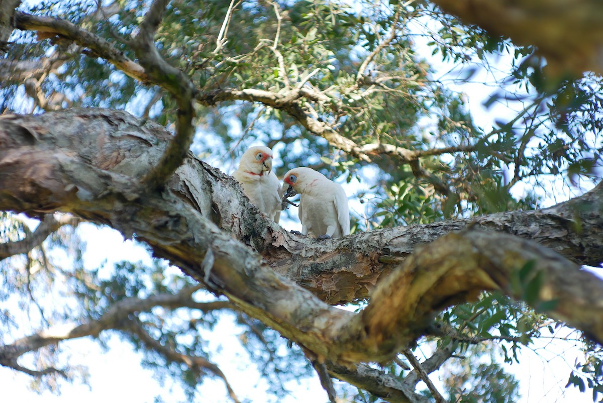 Long-billed Corella - ML588032741