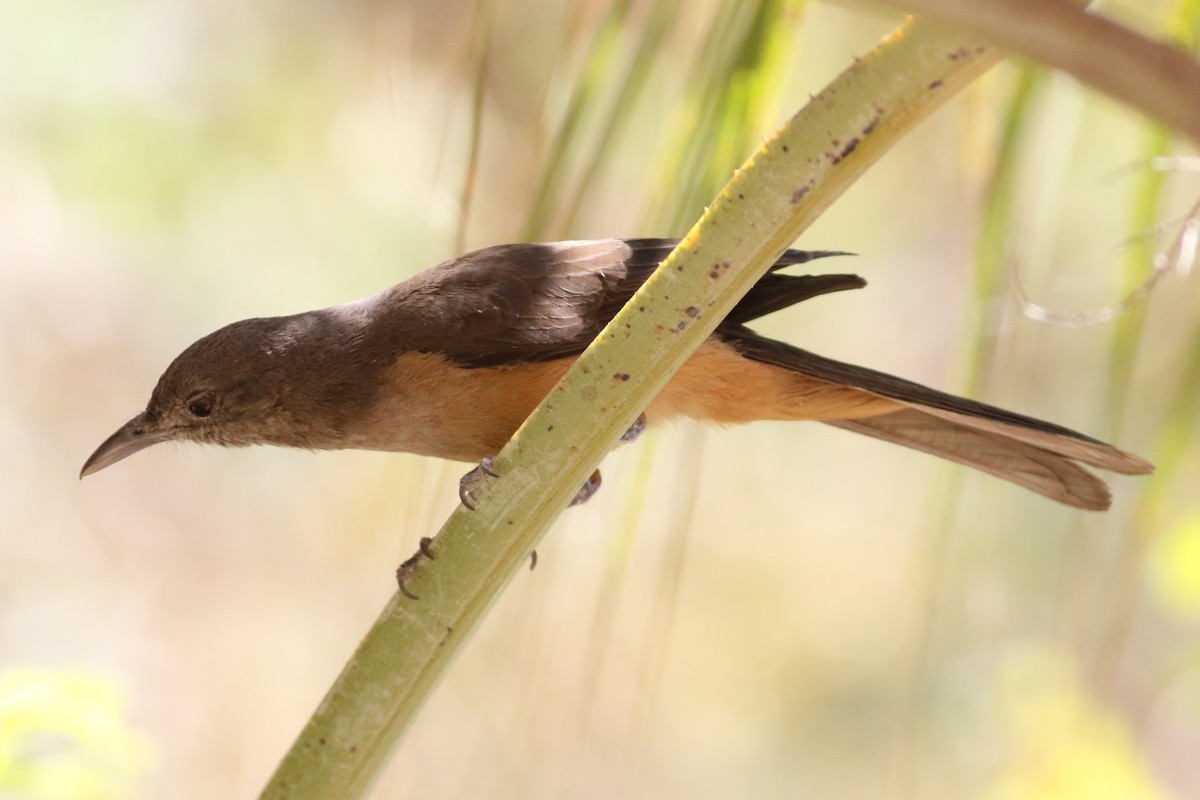 Sandstone Shrikethrush - ML588034931