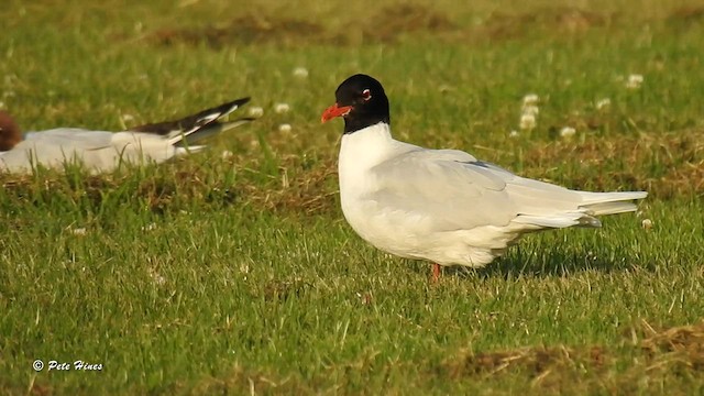 Mouette mélanocéphale - ML588037081