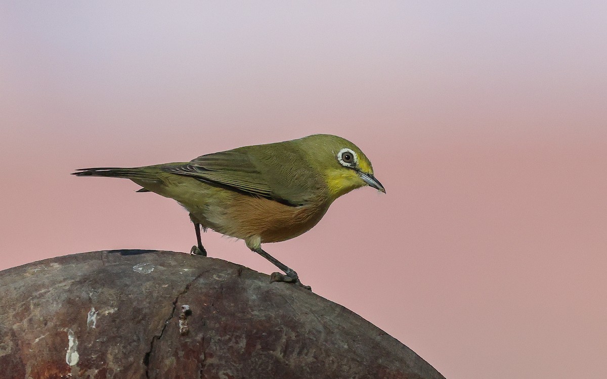 Orange River White-eye - Dominic Rollinson - Birding Ecotours