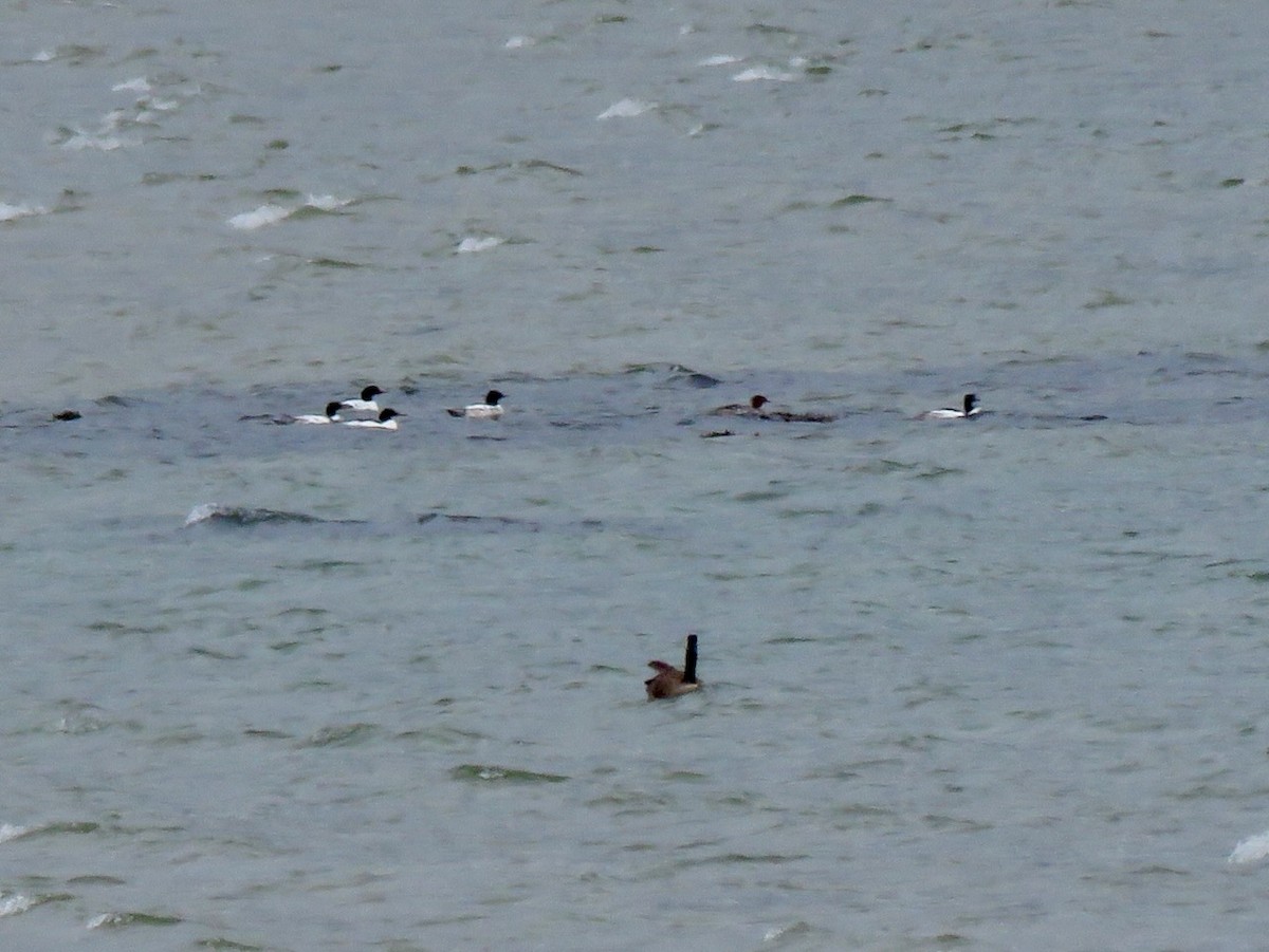 Common Merganser - ML588037571