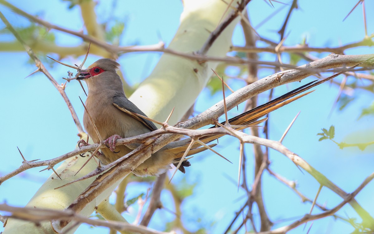 Red-faced Mousebird - ML588037651