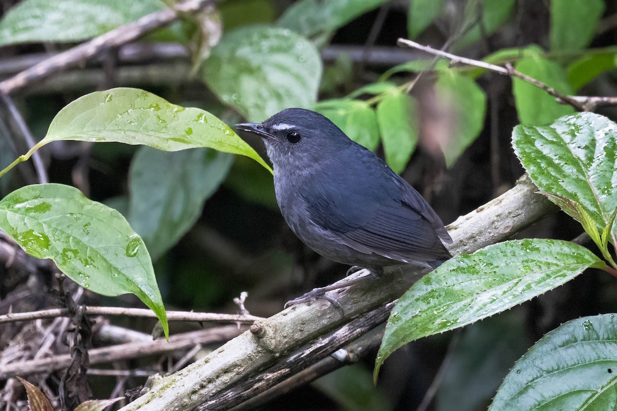 Lesser Shortwing - Neeraja V