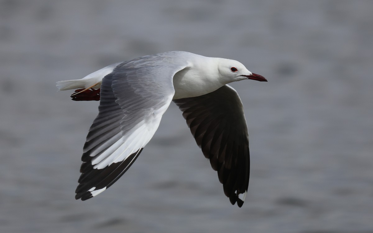 Hartlaub's Gull - ML588039571