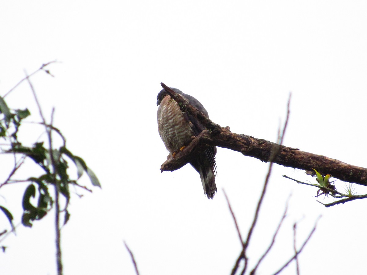 Double-toothed Kite - ML58804011