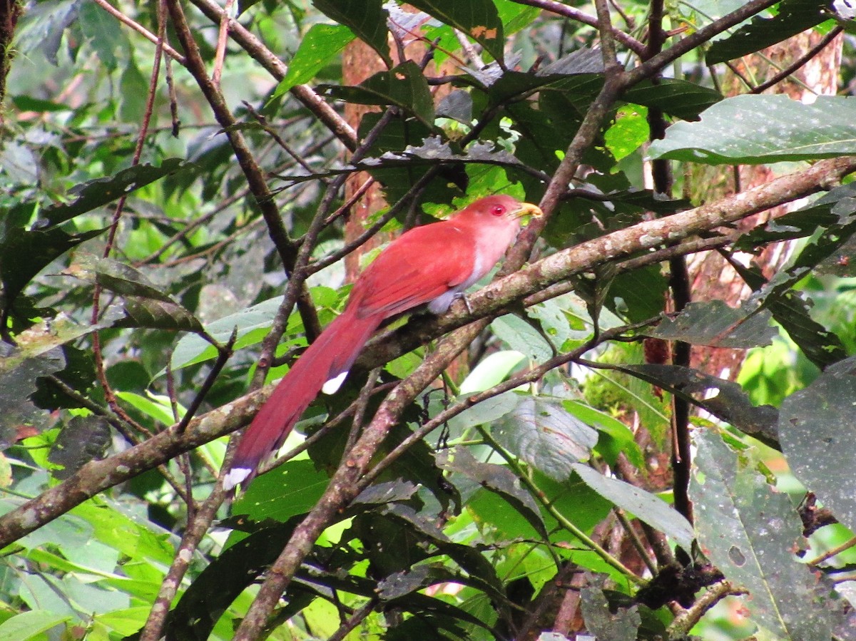 Squirrel Cuckoo - ML58804131