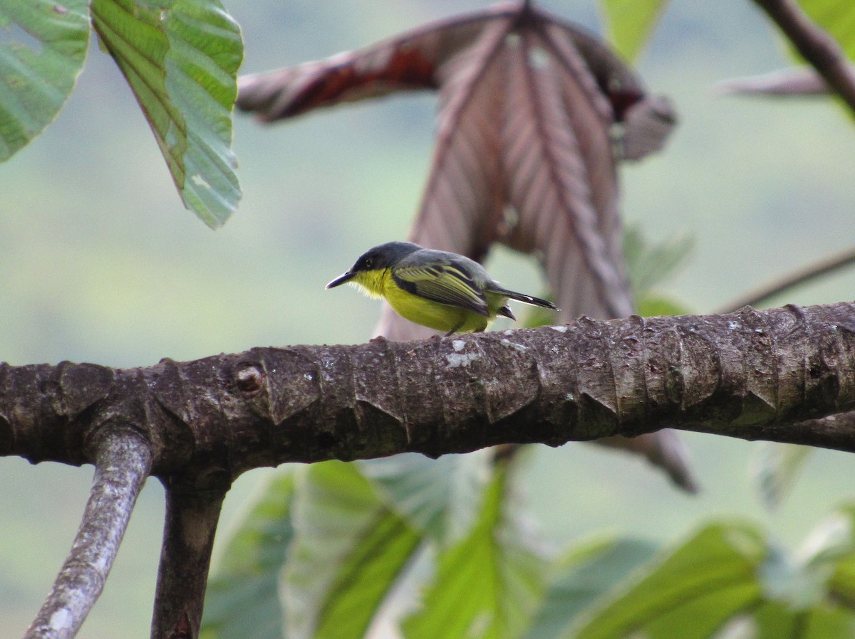 Common Tody-Flycatcher - ML58804261